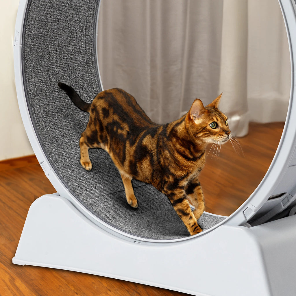 Interactive Cat Exercise Wheel